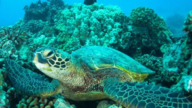 Hanjoung Choi on Unsplash Turtle